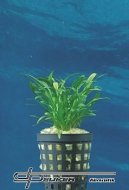 Cryptocoryne parva