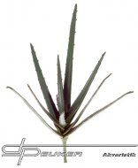 Hobby Aloe, 40cm