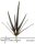 Hobby Aloe, 40cm