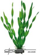 Hobby Vallisneria 34cm, uml rostlina