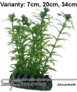 Hobby Lagarosiphon 7cm, uml rostlina
