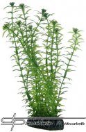 Hobby Lagarosiphon 20cm, uml rostlina