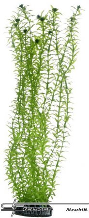 Hobby Lagarosiphon 34cm, uml rostlina