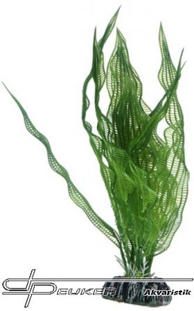 Hobby Aponogeton 25cm, uml rostlina