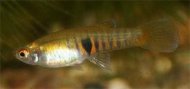ivorodka Slin (Neoheterandria elegans)