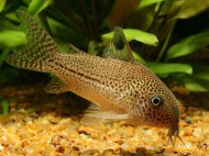 Pancnek Juliin (Corydoras julii)