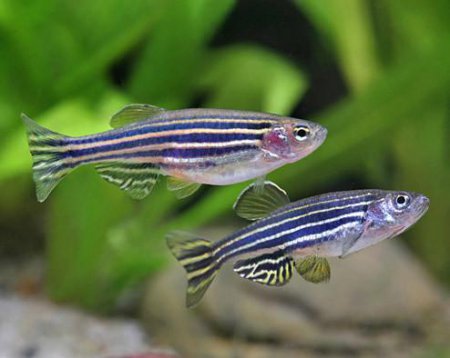 Danio pruhovan (Danio rerio)