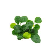 Anubias barteri Coin Leaf