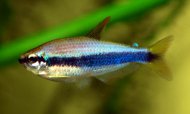 Tetra krlovsk ern (Inpaichthys kerri)