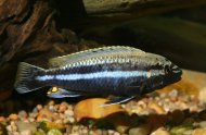 Tlamovec Pestr (Melanochromis Auratus)