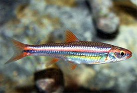 Jeleek duhov (Notropis chrosomus)