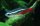 Tetra neonov (Paracheirodon innesi)