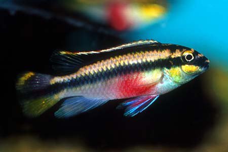 Pestenec erven (Pelvicachromis Pulcher)