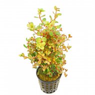 Rotala rotundifolia Orange Juice