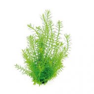 Rotala spec. Grn