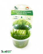 Taiwan moss (Taxiphyllum alternans) - Epaqvitro