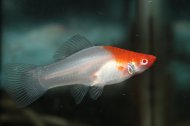 Meovka mexick KOI (Xiphophorus hellerii "KOI")