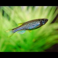 Danio leopard (Danio frankei)