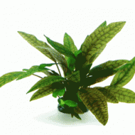 Cryptocoryne x purpurea In-Vitro