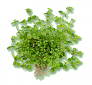 Bacopa australis