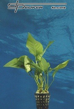 Anubias barteri