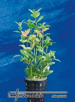 Hygrophila polysperma 'Sunset'