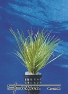 Blyxa japonica