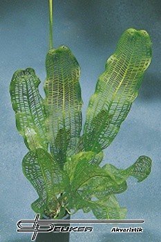 Aponogeton madagascariensis - cibulka