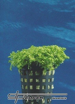 Hemianthus callitrichoides 'Cuba'