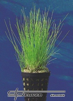 Eleocharis acicularis