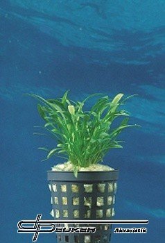 Cryptocoryne parva