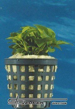 Anubias barteri var. nana 'Bonsai'