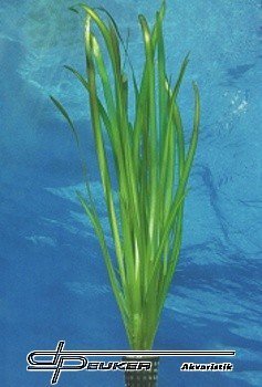 Vallisneria australis 'Gigantea'