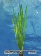 Vallisneria spiralis