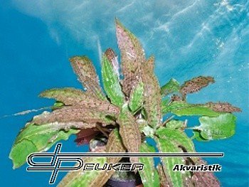 Cryptocoryne affinis