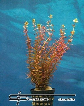 Rotala rotundifolia