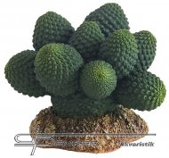 Hobby Kaktus Atacamma, 7cm