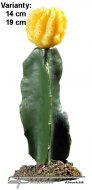 Hobby Kaktus Chihuahua 2, 19cm