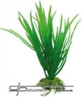 Hobby Cyperus 16cm, uml rostlina