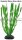 Hobby Vallisneria 20cm, uml rostlina