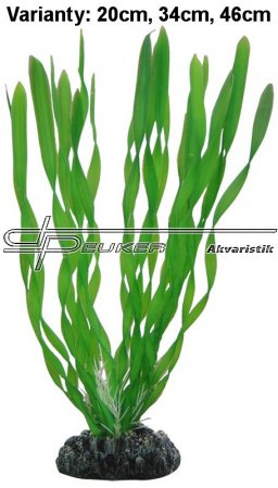 HOBBY Vallisneria 20cm