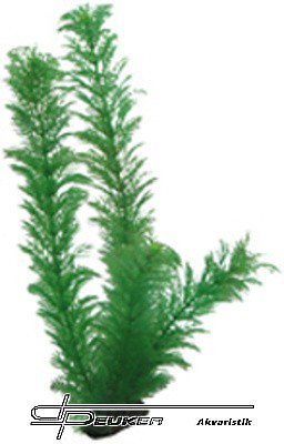 HOBBY Egeria 34cm