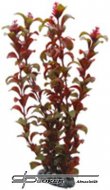 Hobby Rotala 30cm, uml rostlina