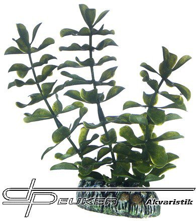 HOBBY Bacopa 13cm