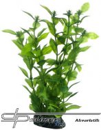 HOBBY Hygrophila 20cm