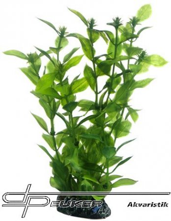 HOBBY Hygrophila 20cm