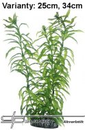 HOBBY Heteranthera 25cm