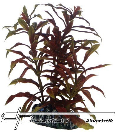 HOBBY Nesaea 13cm