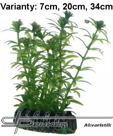 HOBBY Lagarosiphon 7cm