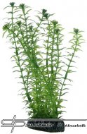 HOBBY Lagarosiphon 20cm